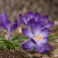 Crocus