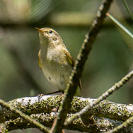 Iberian Chaffinch